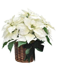 16 In. Winter White Poinsettia with Green Velvet Bow