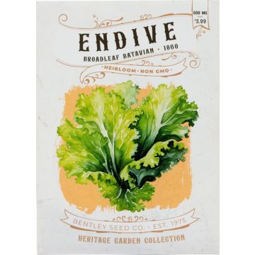 Heirloom Broadleaf Batavian Endive Seeds (1860)