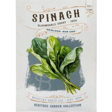 Heirloom Bloomsdale Savoy Spinach Seeds (1826)