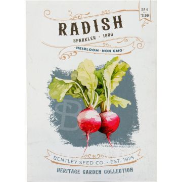Heirloom Sparkler Radish Seeds (1880)