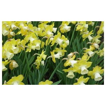6" Daffodil Tc Planter
