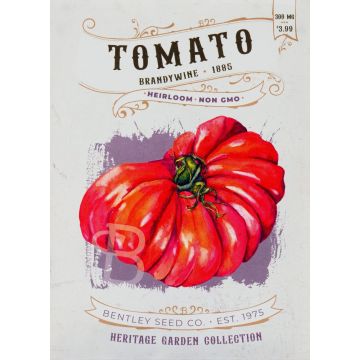 Heirloom Brandywine Tomato Seeds (1885)