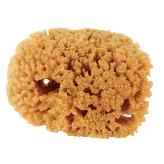 Small Natural Sea Sponge